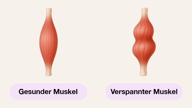 Muskeln_3